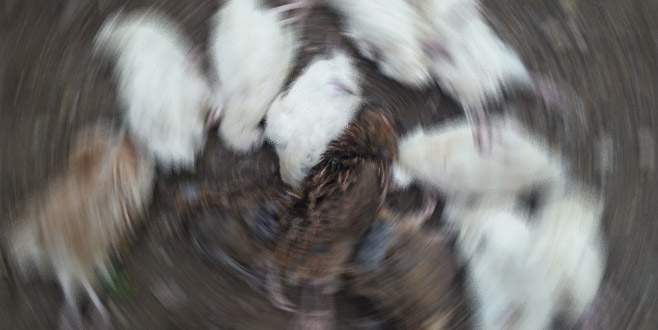 Sıcak havadan etkilenen süs tavukları telef oldu