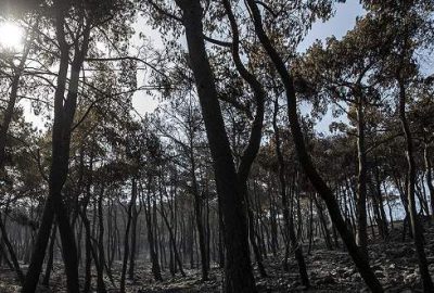İzmir’deki orman yangını kontrol altına alındı