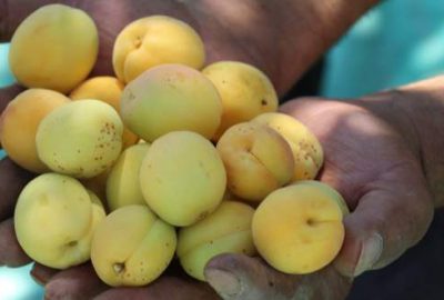 Kayısıda hasat zamanı