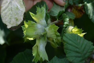 Sıcaklar ve nem, fındıkta küllemeyi arttırdı