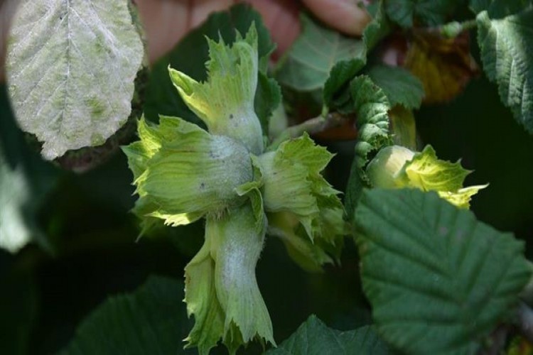 Sıcaklar ve nem, fındıkta küllemeyi arttırdı