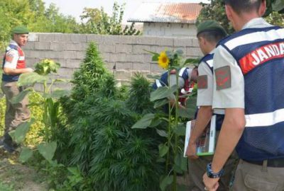 Bursa’da kenevir operasyonu