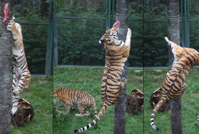 Bursa Hayvanat Bahçesi’nin kaplanları ‘doğal’ besleniyor