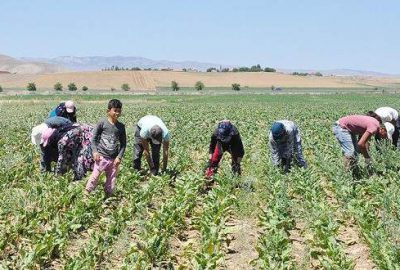 Mevsimlik tarım işçileri, ülke genelinde etkisini sürdüren çöl sıcaklarına rağmen