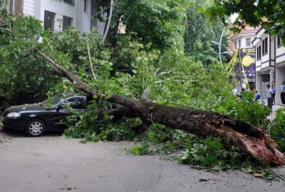 Bursa’da asırlık çınar otomobillerin üzerine devrildi