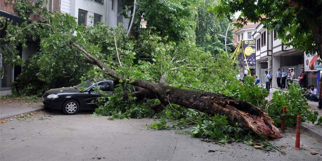 Bursa’da asırlık çınar otomobillerin üzerine devrildi
