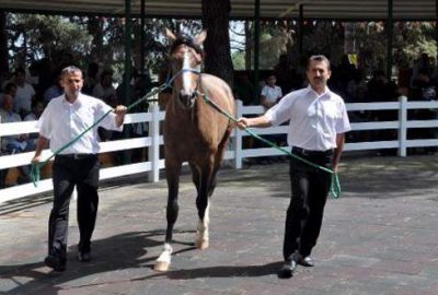 ‘Behiçefe’ 310 bin liraya satıldı