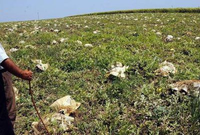 Osmaniye'de karpuz üreticileri, tarladaki ürünlerini aşırı sıcaklardan zarar görmemesi için