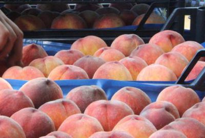 Şeftali üreticisi fiyatlardan şikayetçi