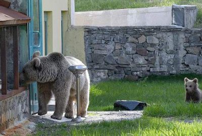 Yiyecek arayan ayı eve girdi