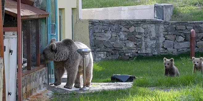 Yiyecek arayan ayı eve girdi