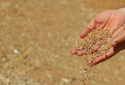 Gümrük vergisi düşünce buğday fiyatları geriledi