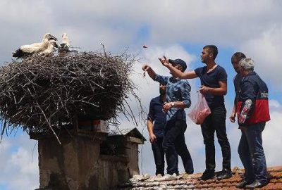 Anneleri ölen leylek yavrularına belediye sahip çıktı