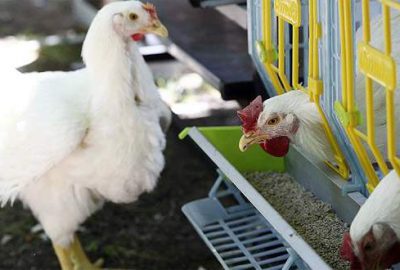 Türkiye’de ilk etçi damızlık tavuk ve siyah pirinç