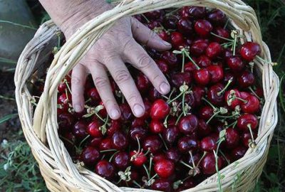 Alman ve Rusların tercihi Türk kirazı