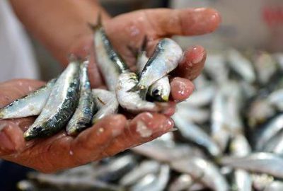 Sardalya en lezzetli dönemine girdi