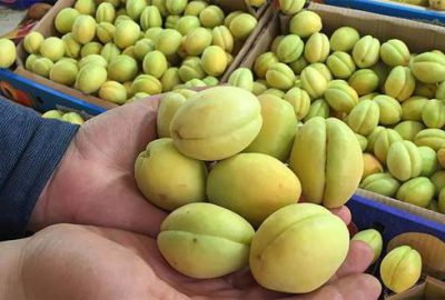 Malatya kayısısı artık AB tescilli