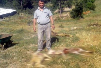 Köye inen kurtlar, 80 koyunu telef etti