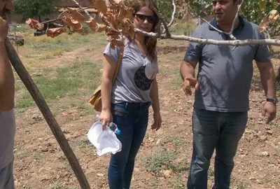 Çiftçilere fıstık hakkında bilgi verildi