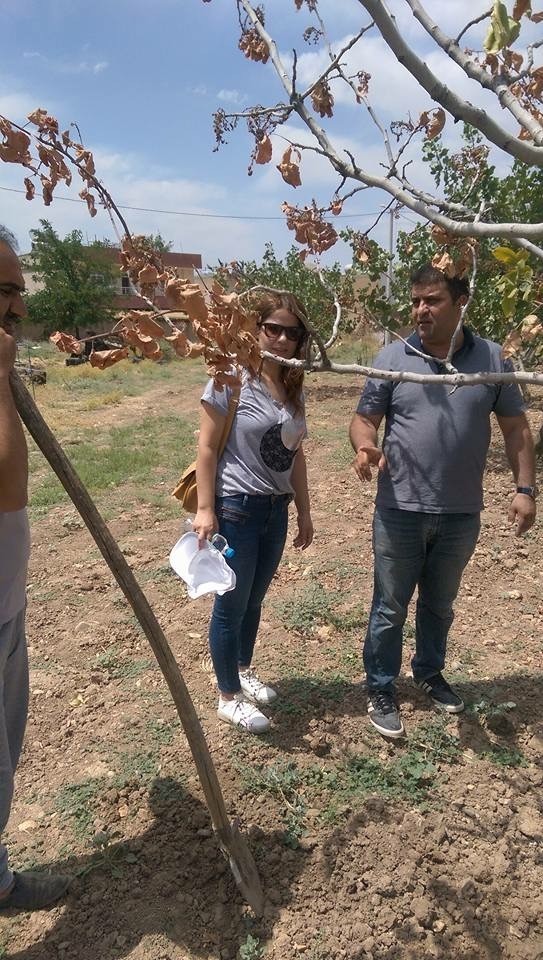 Çiftçilere fıstık hakkında bilgi verildi