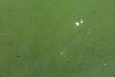 Avlu’da balıklar ölmüyor, ürüyor