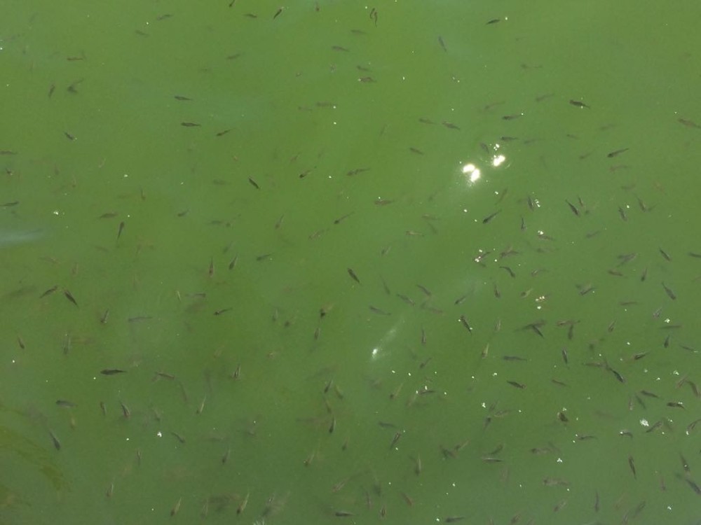 Avlu’da balıklar ölmüyor, ürüyor