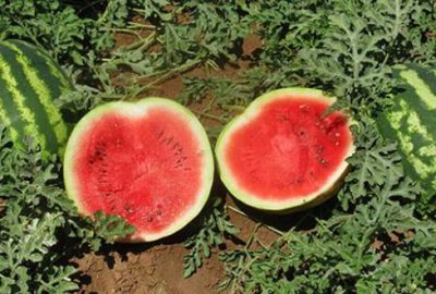 Afrika sıcakları karpuzu yaktı