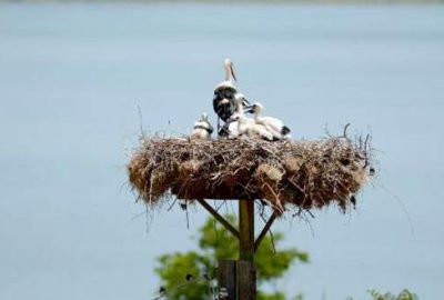 13. Uluslararası Leylek Festivali başladı