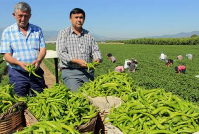 Çiftçi biberden umutlu