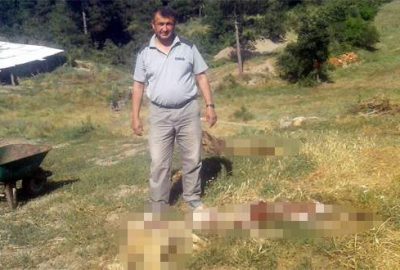Bursa’da kurtlar 80 koyunu telef etti
