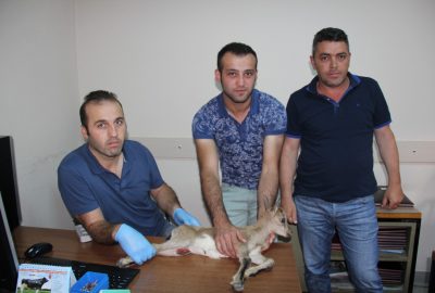 Yaralı dağ keçisi Artvin’den Kafkas Üniversitesi Veteriner Hekimliği Fakültesi’ne sevk edildi