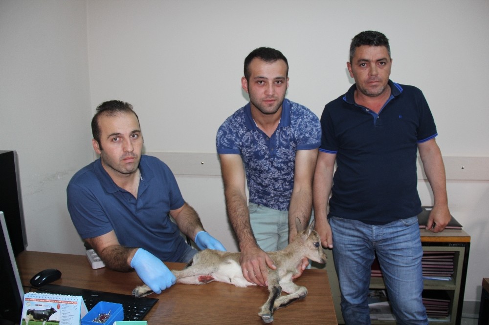 Yaralı dağ keçisi Artvin’den Kafkas Üniversitesi Veteriner Hekimliği Fakültesi’ne sevk edildi Yaralı dağ keçisi Artvin’den Kafkas Üniversitesi Veteriner Hekimliği Fakültesi’ne sevk edildi
