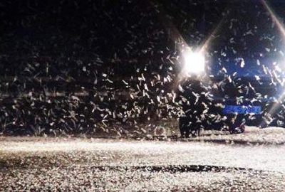 Birgün sineklerinin ölüm dansı başladı