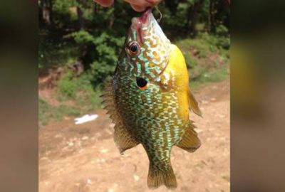 Bursa’da gölette yakalanan balık şaşırttı