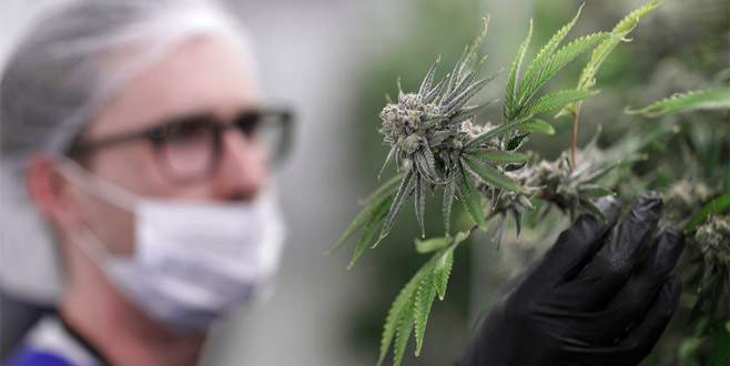 Esrar kıtlığına acil önlem alınıyor