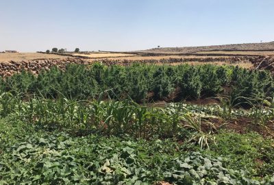 Mardin’de kenevir operasyonu