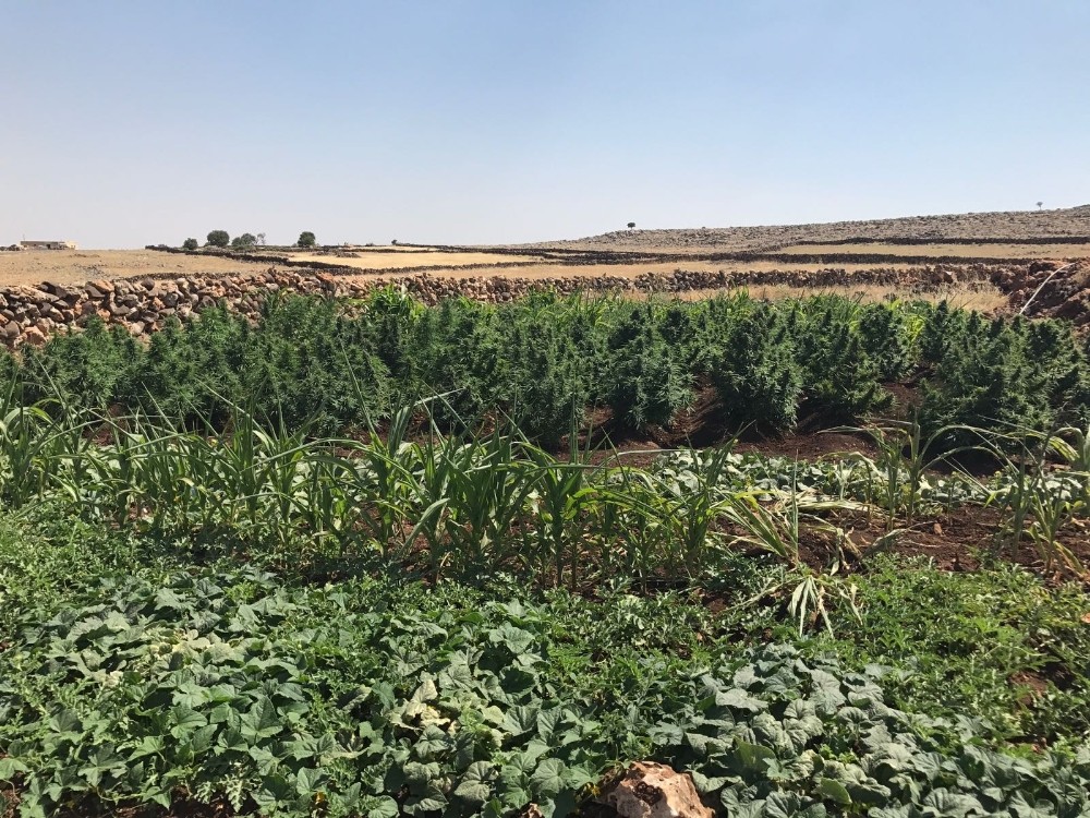 Mardin’de kenevir operasyonu Mardin’de kenevir operasyonu