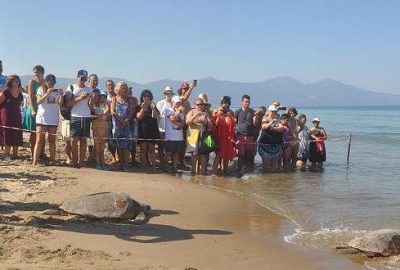 Aydın'ın Kuşadası ve Didim sahillerinde yaralı bulunan ve tedavi edilen