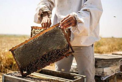 Sıcaklar bal üretimini vurdu