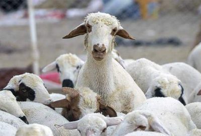 Küçükbaş hayvancılık daha çok desteklenmeli