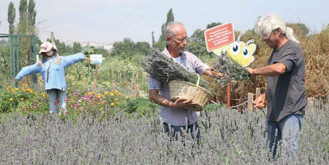 Nilüfer’den lavanta kokusu yayılıyor