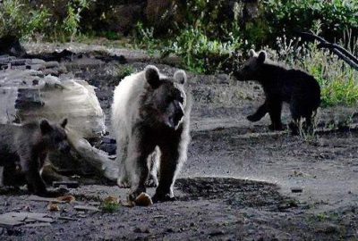 Kars'ın Sarıkamış ilçesinde yiyecek arayan anne bozayı ile 2 yavrusu,