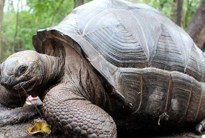 100 yaşındaki kaplumbağayı çaldılar
