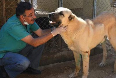 Felçli sokak köpeği ‘Dost’ 4 aylık tedaviyle yürütüldü