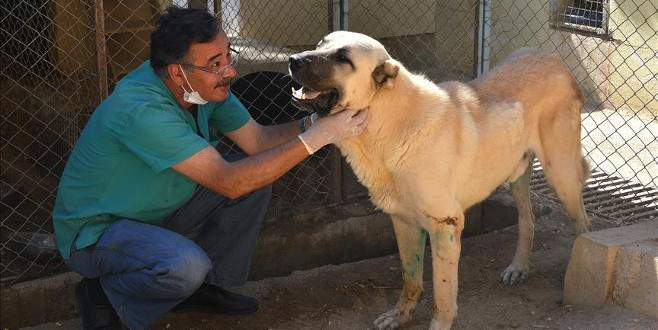 Felçli sokak köpeği ‘Dost’ 4 aylık tedaviyle yürütüldü