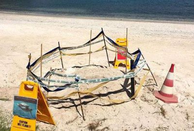 Muğla'nın Fethiye ilçesinde bir otelin kumsalına yumurtlayan caretta caretta, otel