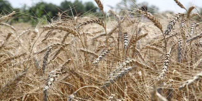 Kent Bostanları buğday ambarı gibi