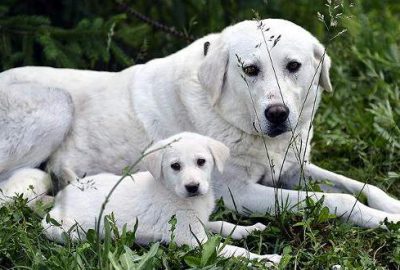 Vahşi kuzenleri kurtların aksine insanlarla iletişim ve etkileşim içindeki köpeklerin