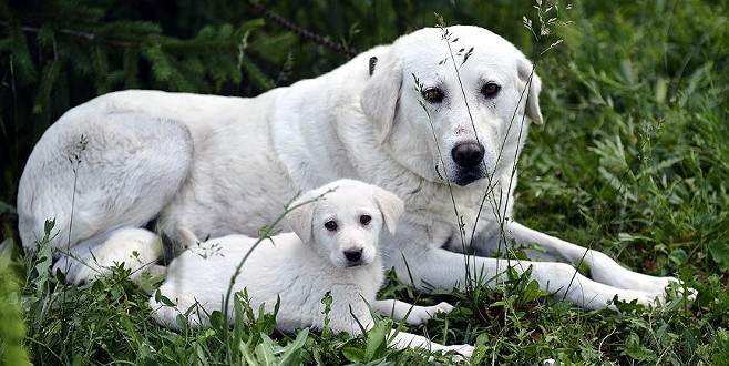 Köpeklerin dost canlılığının nedeni genetik değişiklik olabilir