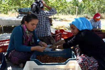 "Dünya kayısı başkenti" Malatya'daki bahçelerde çalışan kız öğrenciler, eğitim masraflarını